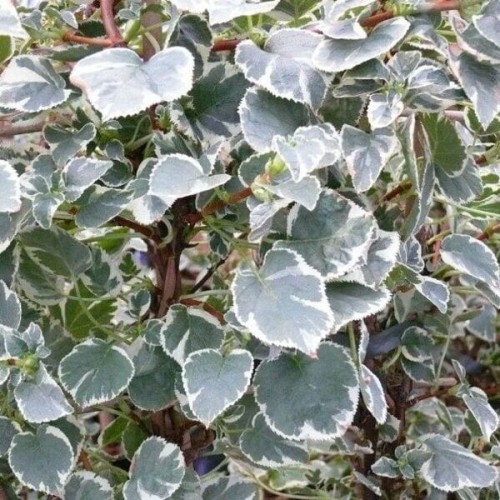 Hortensja pnąca TAKE A CHENSE 3 letnia sadzonka C2