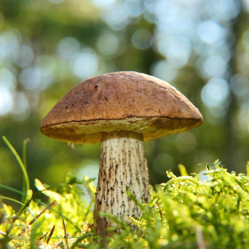 Grzybnia Koźlarz babka ziarno XXL 100g