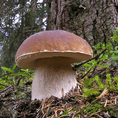 Grzybnia Borowik usiatkowany mikoryza XXL 100g