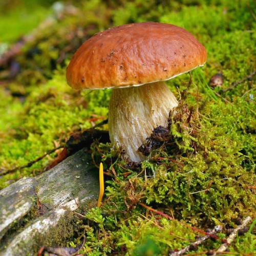 Grzybnia Borowik szlachetny mikoryza XXL 100g