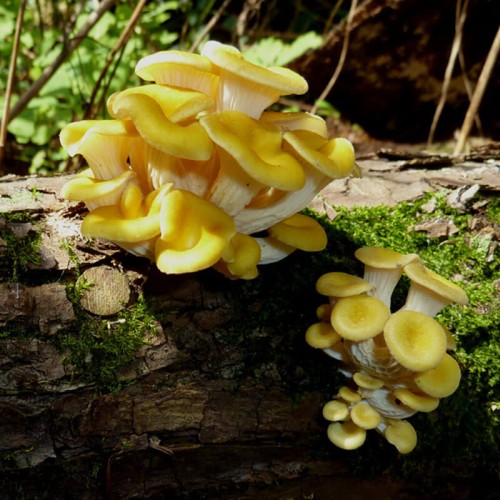 Boczniak cytrynowy grzybnia na kołkach