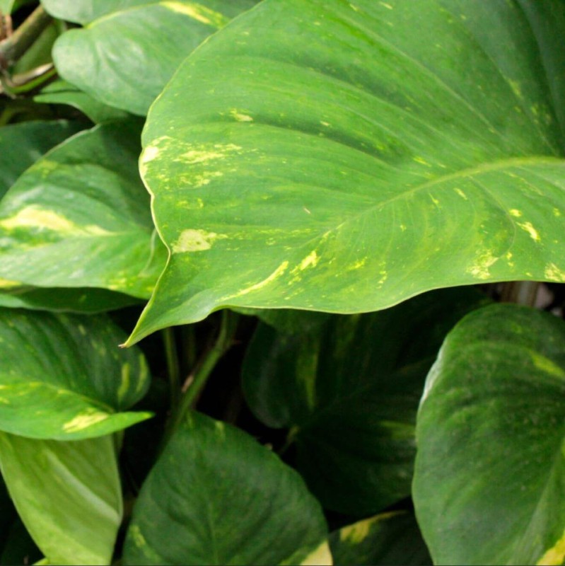 epipremnum p10 jak uprawiać