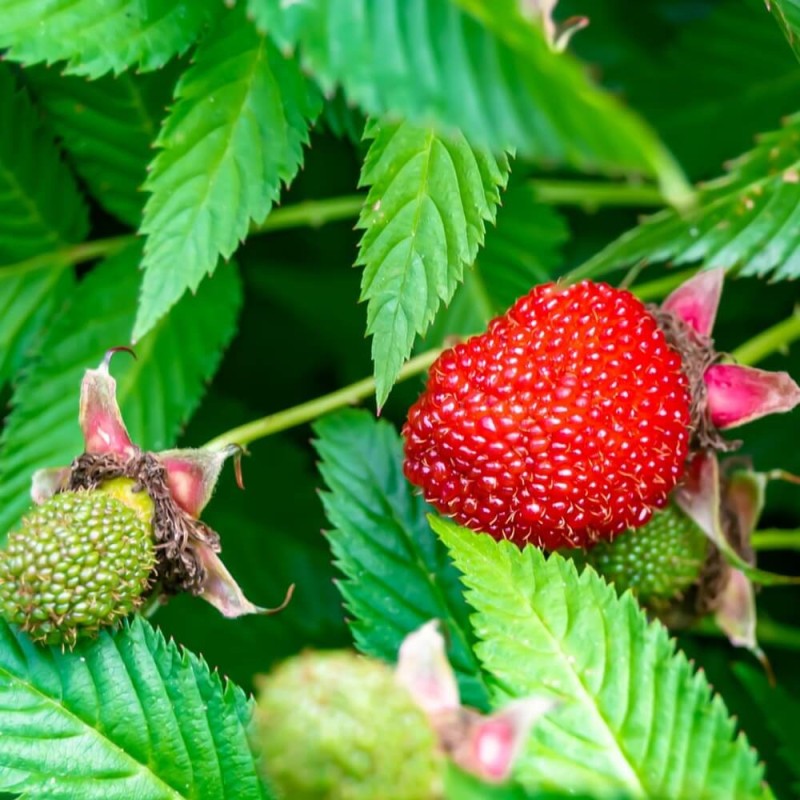 Malino-truskawka (Rubus Illecebrosus) Sadzonka C1 (3).jpg