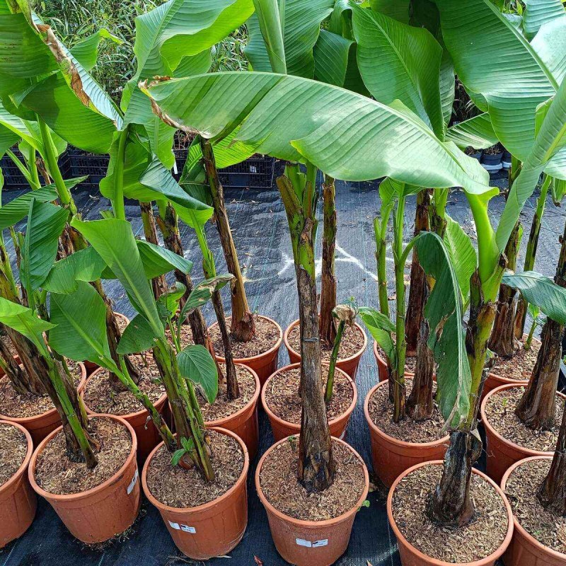 bananowiec-musa-basjo-sadzonka-c9.jpg