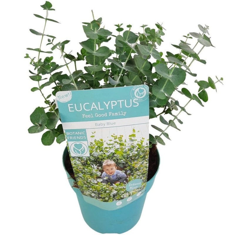 eukaliptus-baby-blue-sadzonki-maj-cena.jpg