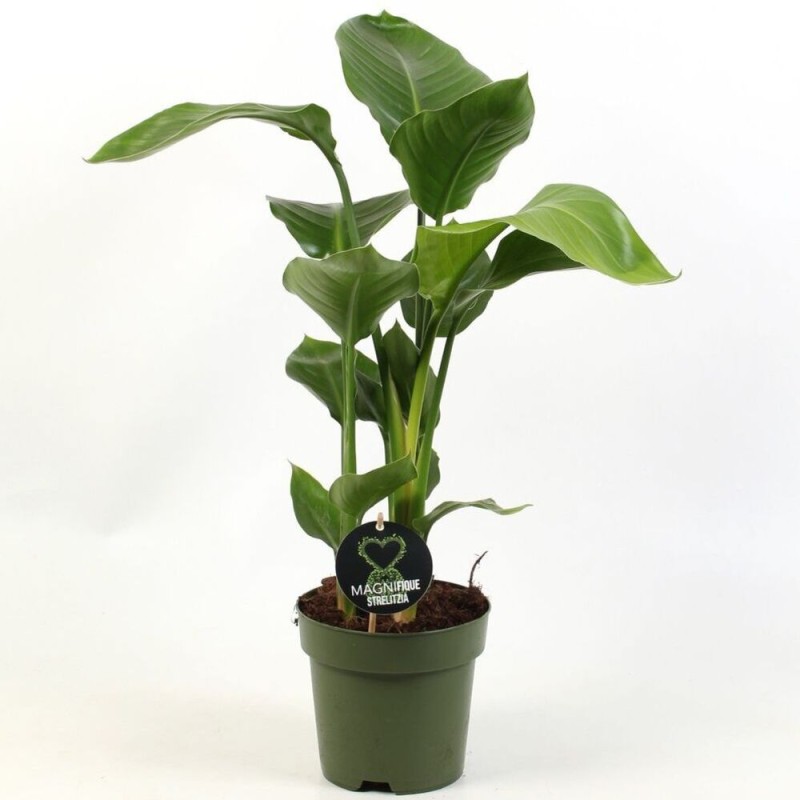 strelitzia nicolai biała duża sadzonka p17 cena