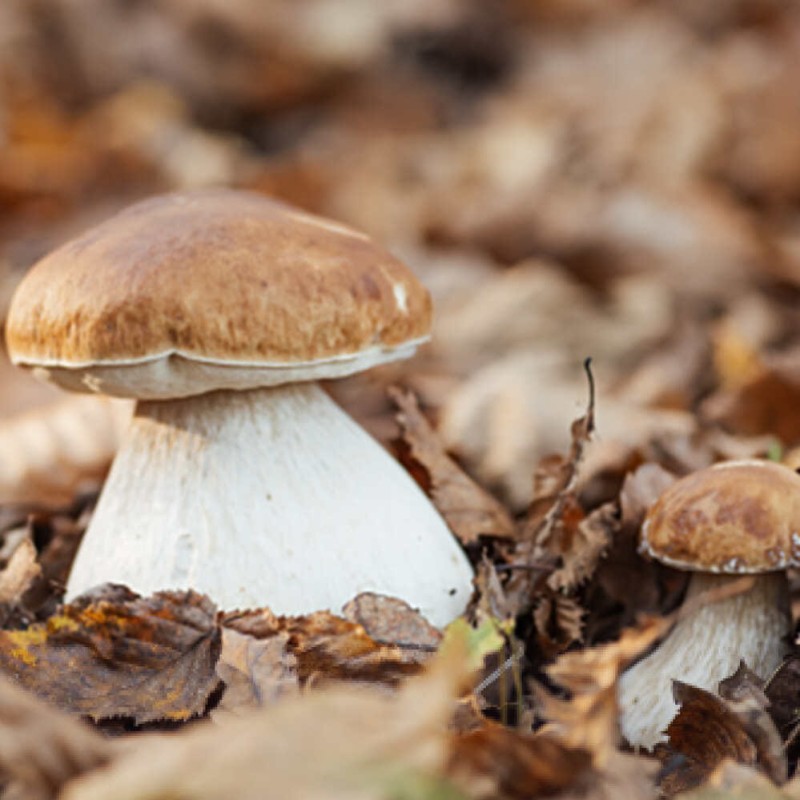 Skąd wziąć grzybnię borowika