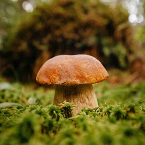 Grzybnia Borowik Szlachetny ziarno 10g