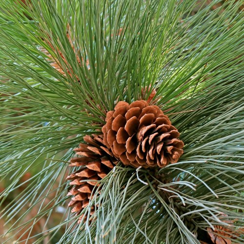 Sosna Pinia nasiona 10 szt