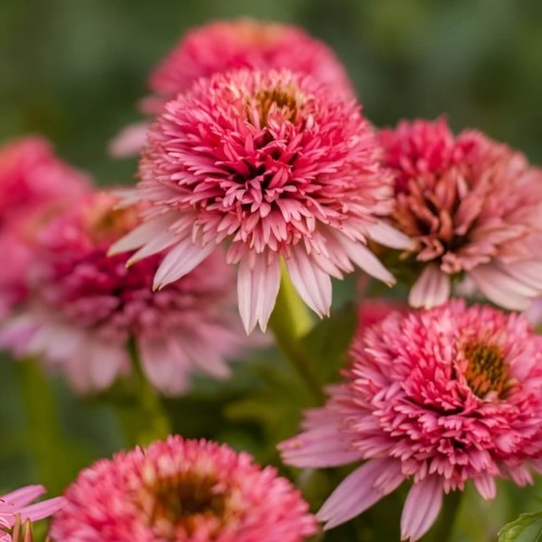 Jeżówka Butterfly Kisses sadzonka C1