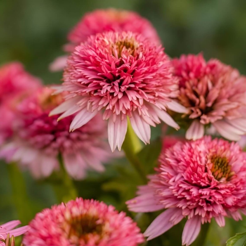 Jezowka Butterfly Kisses sadzonka.jpeg