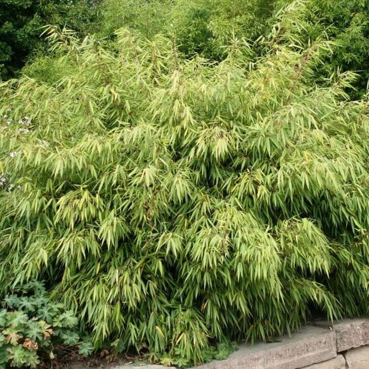 Bambus Mrozoodporny FARGESIA RDZAWA (Fargesia rufa) Sadzonka C1 OUTLET