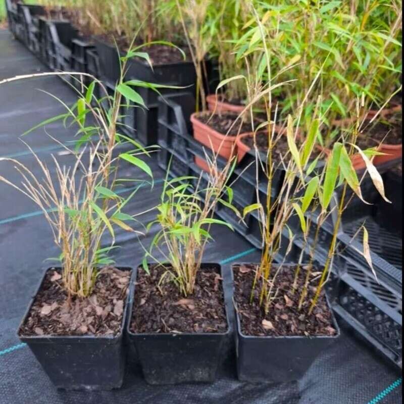 czy gnije w ziemi  bambus fargesia rdzawa rufa c1 outlet