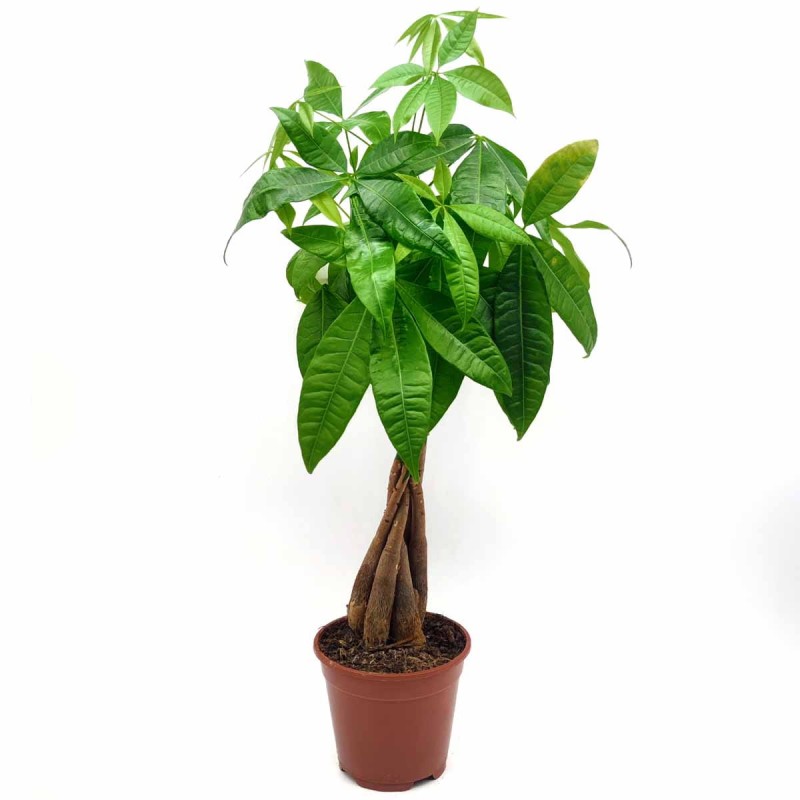 Pachira wodna duża sadzonka w donicy