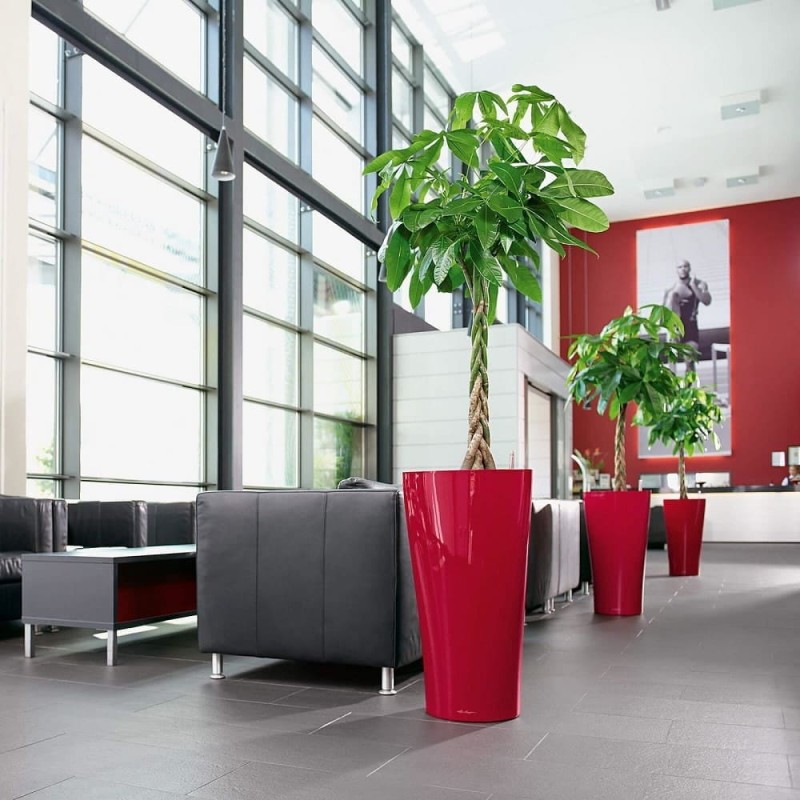 Pachira-aquatica-p14-do-biura