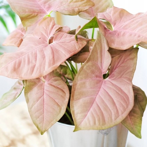 Syngonium Neon Robusta zroślicha roślina domowa P12