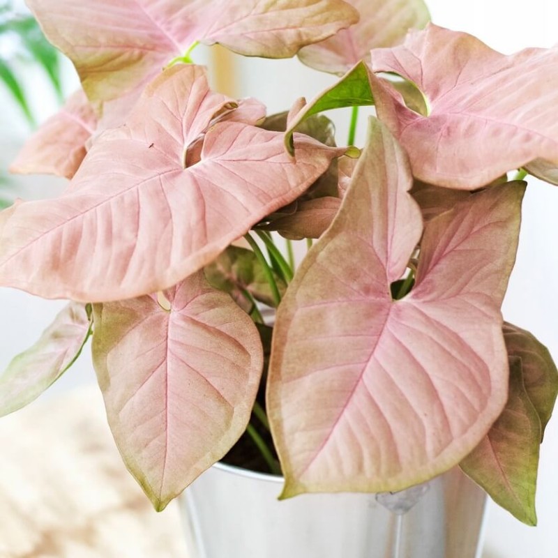 różowe syngonium p12 jak dabć