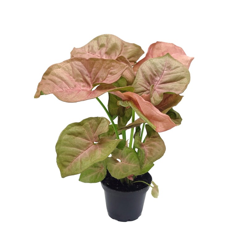 Syngonium Neon Robusta roślina domowa cena