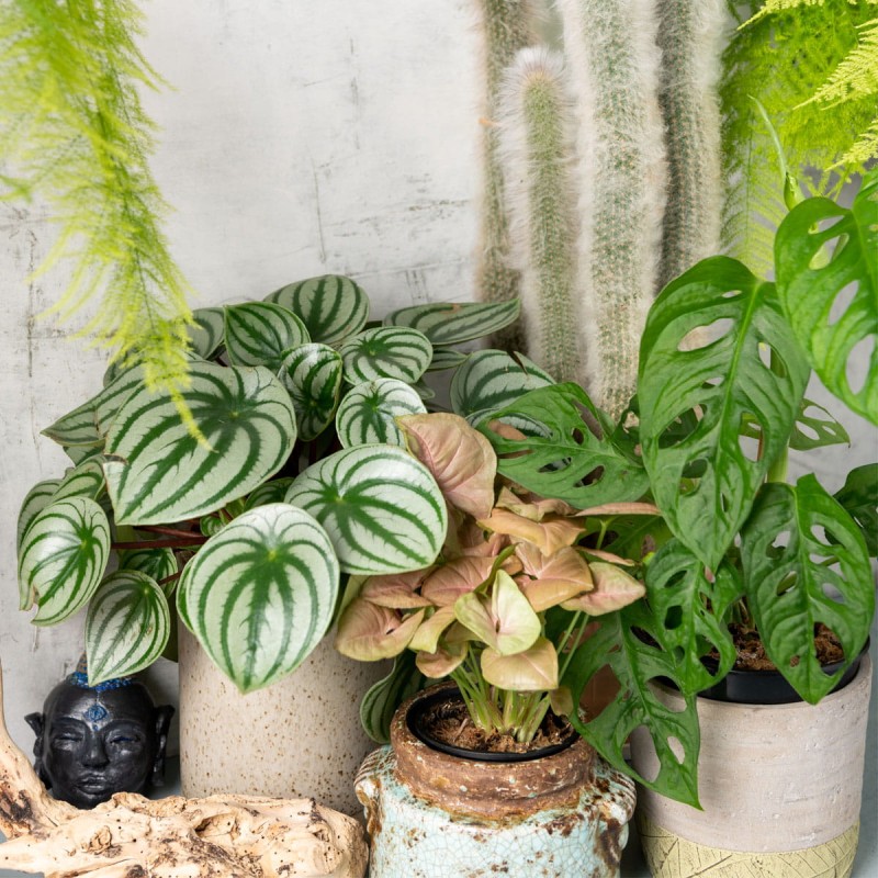 Syngonium różowe p12 pielęgnacja