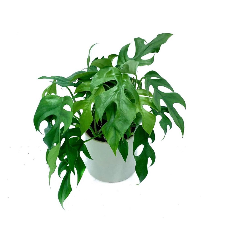 Filodendron Monstera Minima gdzie kupic