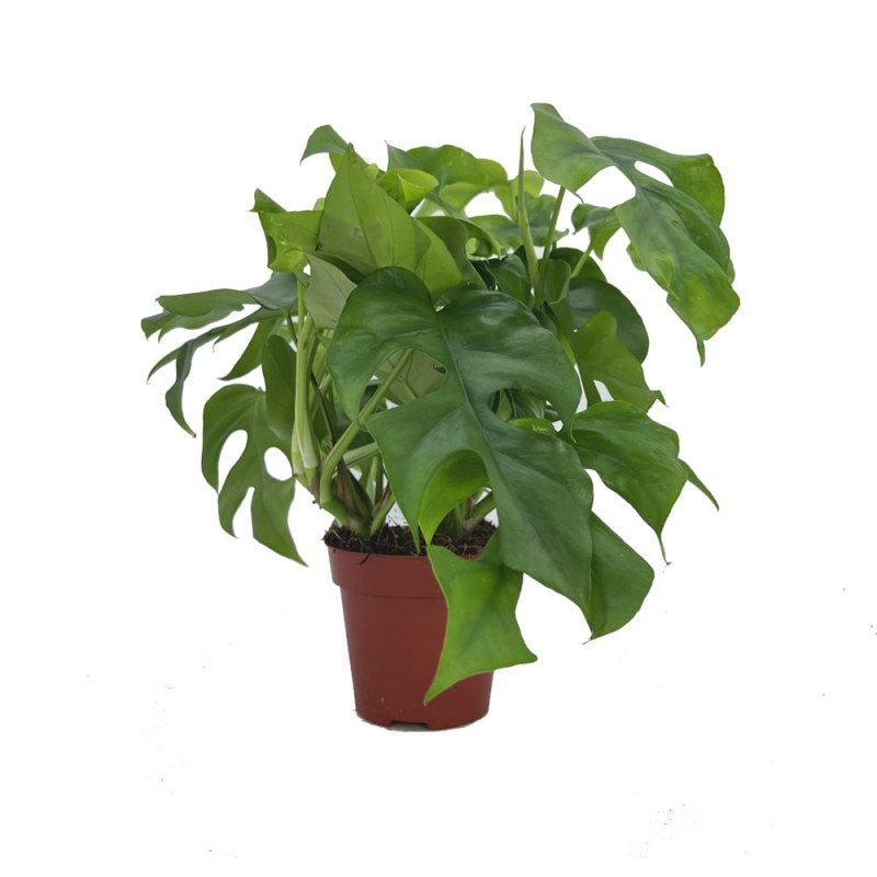 Filodendron Monstera Minima sadzonka cena