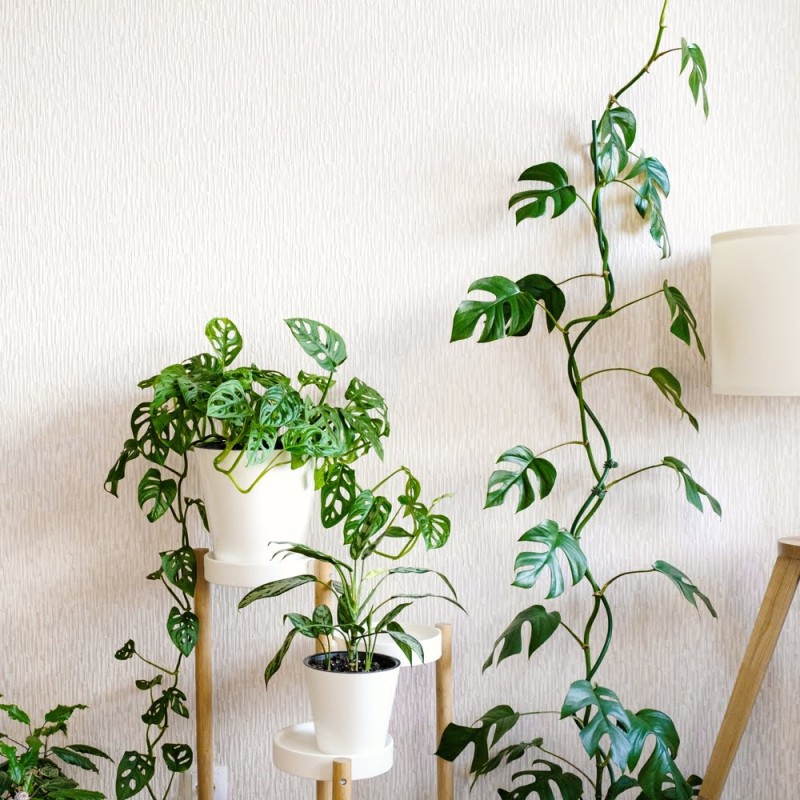 Filodendron Minima (philodendron jak uprawiać