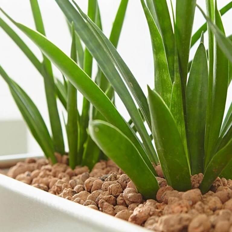 Jakie rośliny lubią keramzyt drobny 5l