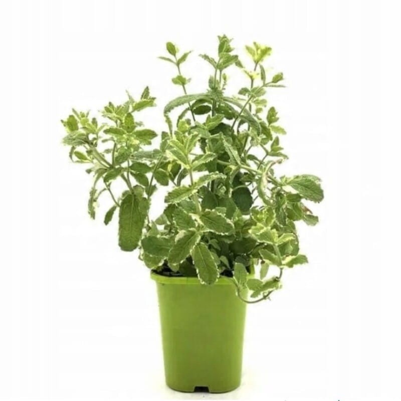 Doniczka produkcyjna 1 L zestaw hurt