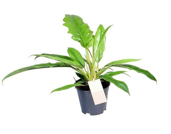 Filodendron Shangri la sadzonka cena