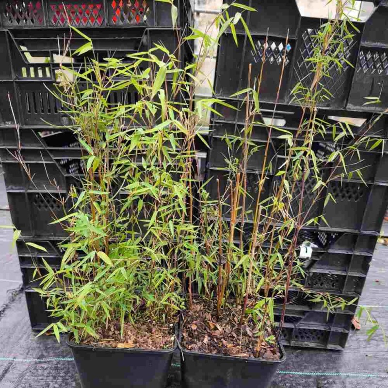 Czym zasilić bambusa czerwonego fargesia c5 outlet