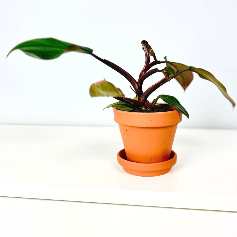 Filodendron Pink Princess p6 uprawa