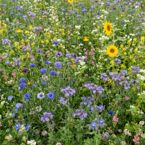 Kwietna łąka Mieszanka roślin miododajnych BEE LUCKY - SZCZĘŚLIWA PASIEKA  100g