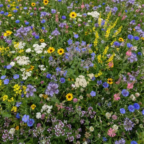 Kwietna łąka Mieszanka roślin miododajnych BEE LUCKY - SZCZĘŚLIWA PASIEKA  500g