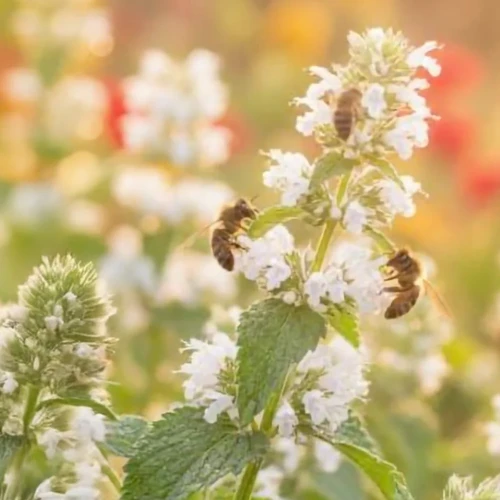 Roślina miododajna Kocimiętka właściwa nasiona 50g