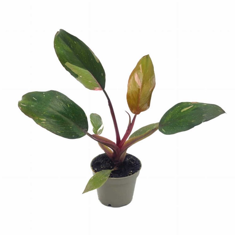 Philodendron-Pink-Princess-sadzonka-cena