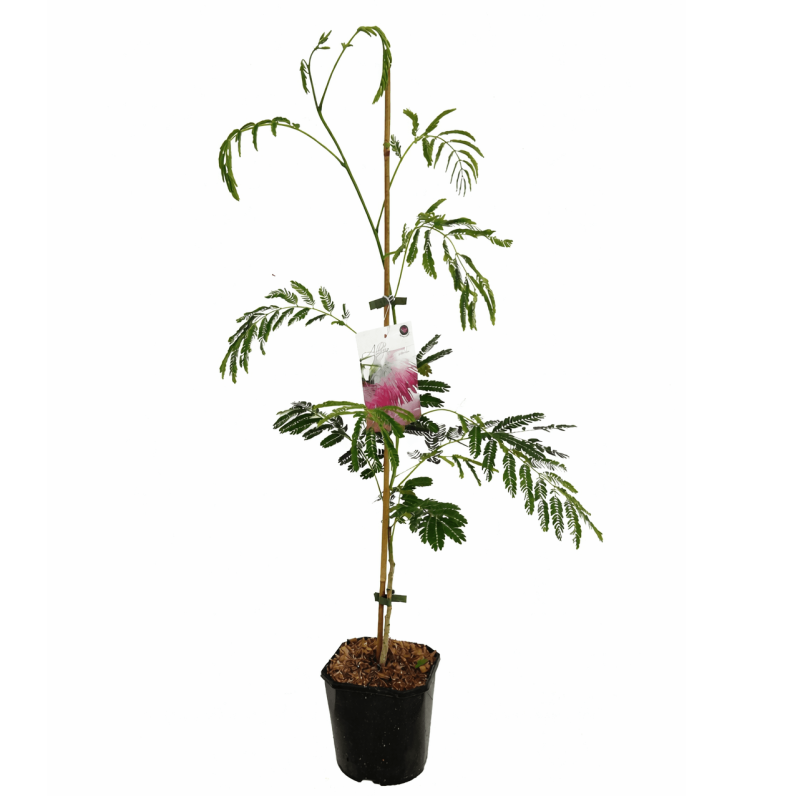 Albicja Jedwabne Drzewko (Albicja Rosea) Sadzonka C3c6.jpg