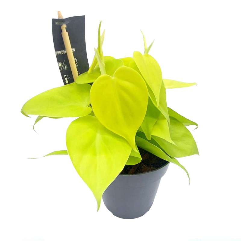 filodendron lemon lime sadzonka cena