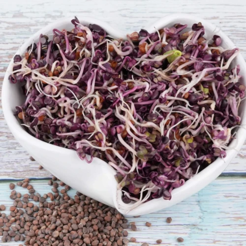 Nasiona na kiełki - Rzodkiewka Red Hurricane 100g