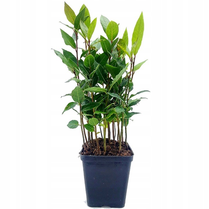 lisc laurowy tania sadzonka p9.jpg