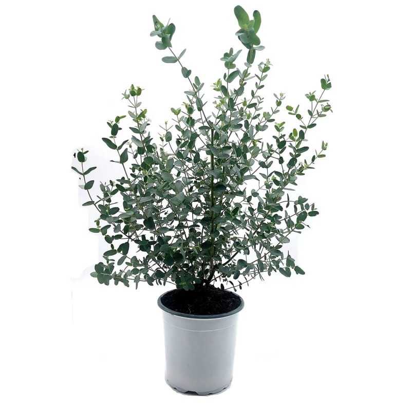 Eukaliptus Gunni 3 Letnia Sadzonka cena