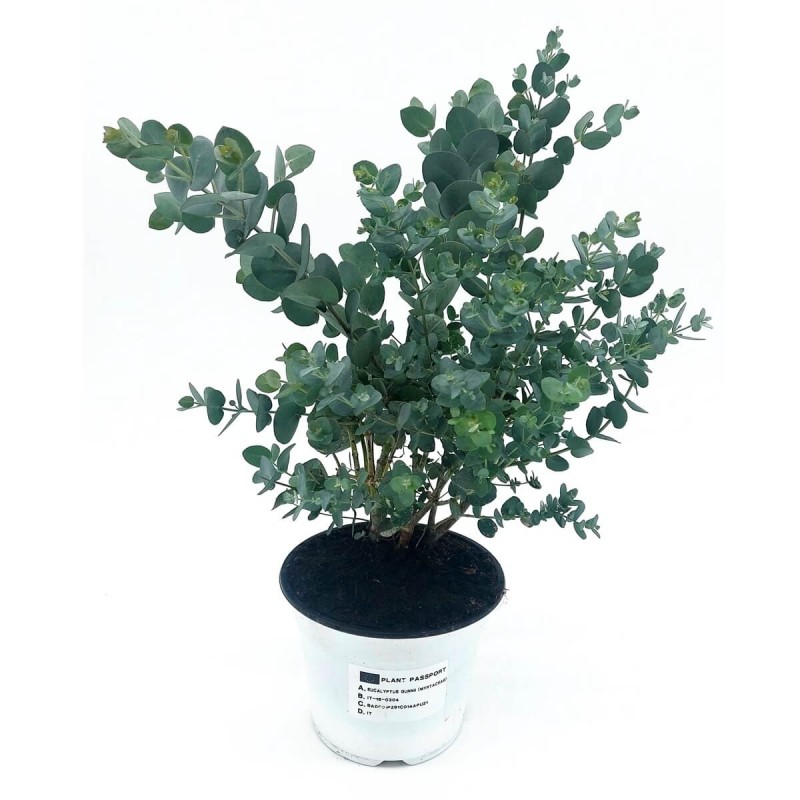 Niebieski eukaliptus w donicy niska cena
