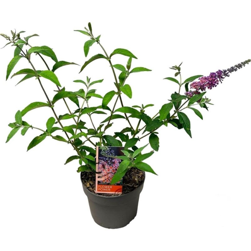 budleja flower power sadzonka c2.jpg