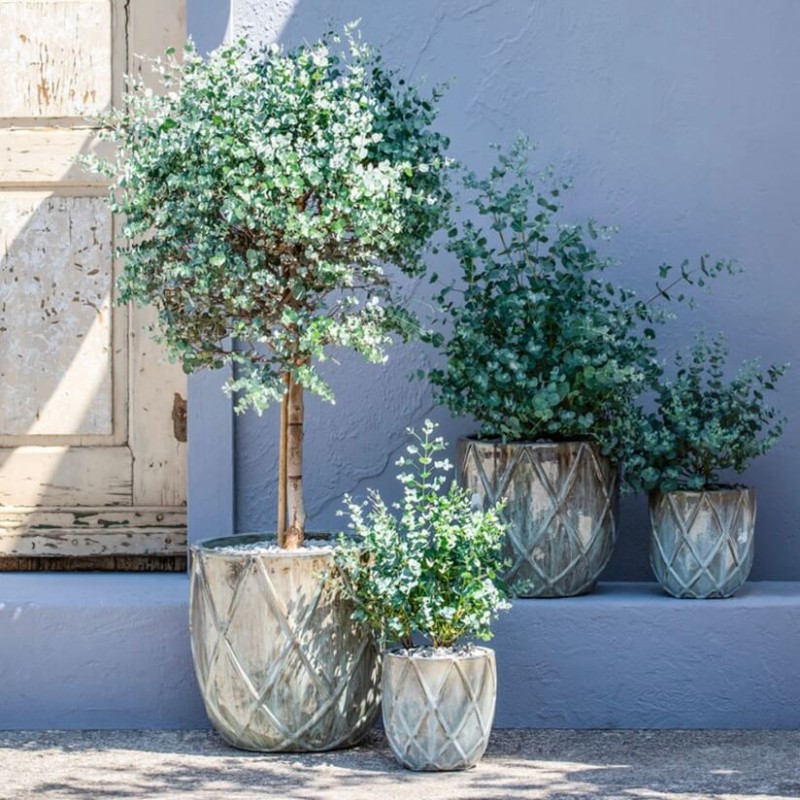 Ile kosztuje drzewko eukaliptusa?