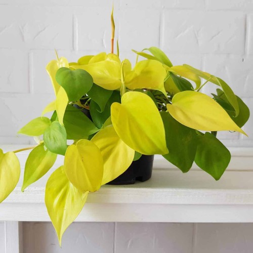 Filodendron Lemon Lime roślina domowa P12