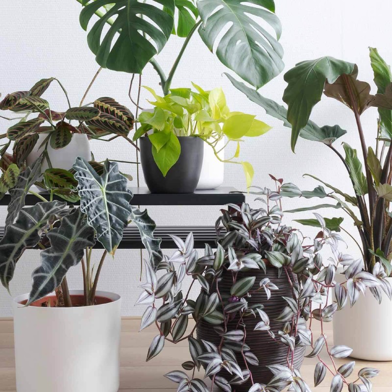 Filodendron-Lemon-lime-jak dbać