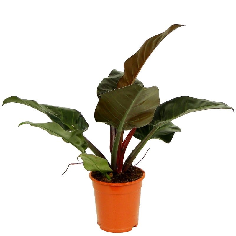 filodendron-imperial-red-sadzonka-cena