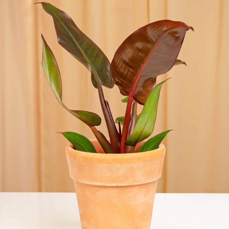 Filodendron-Imperial-Red-sadzonka-sklep