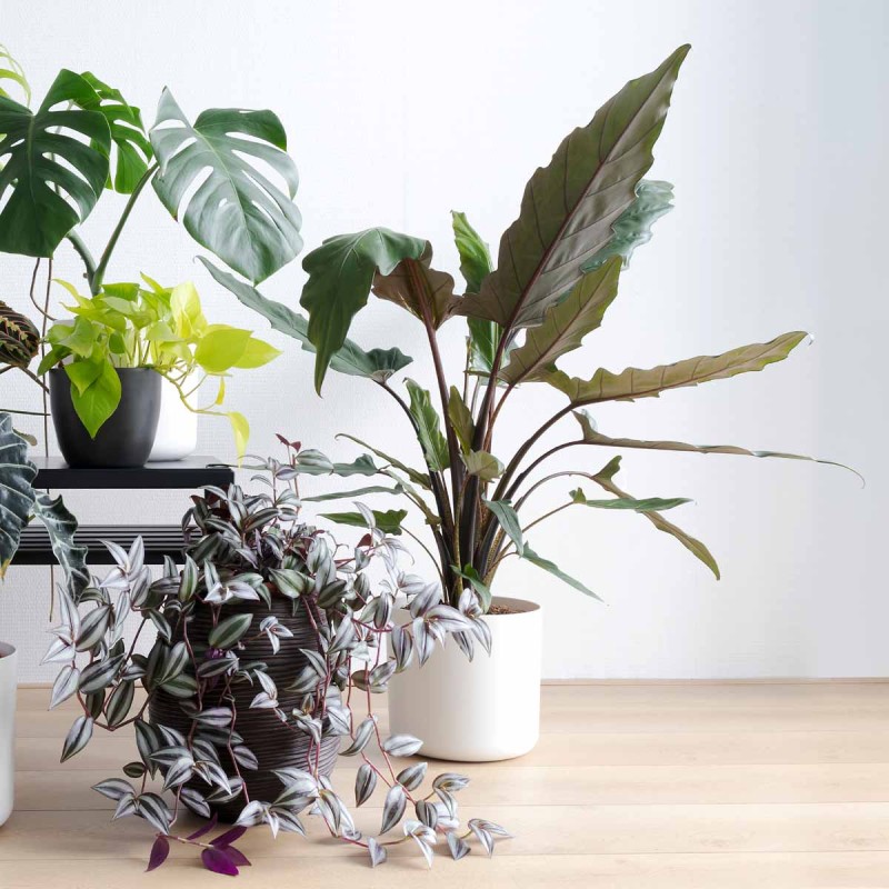 Filodendron imperial red jakie stanowisko