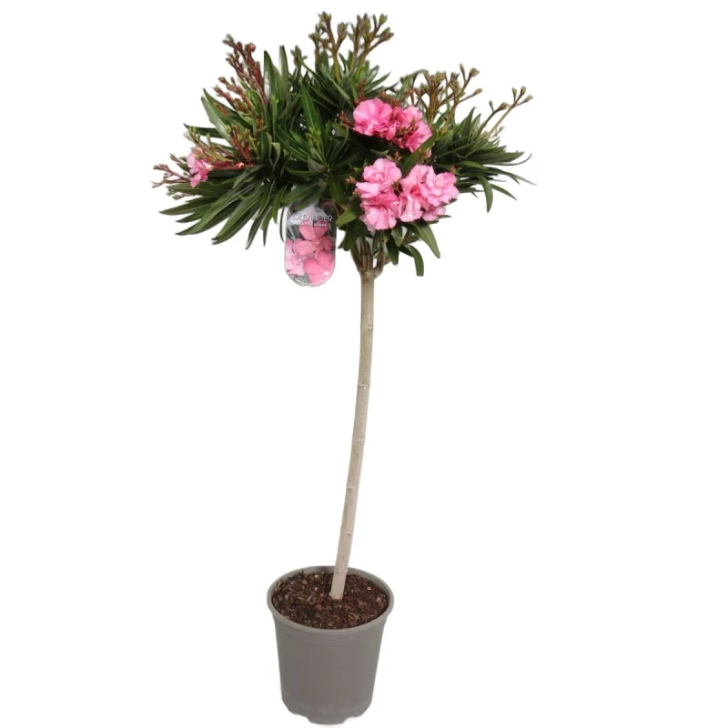 oleander na pniu  sadzonka c7.jpg
