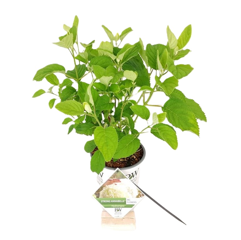 hortensja strong annabelle sadzonka c3.jpg